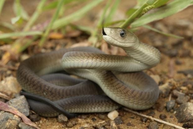 Snakebites still exact a high toll in Africa