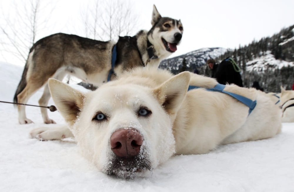 Greenland’s sled dog population is decreasing rapidly
