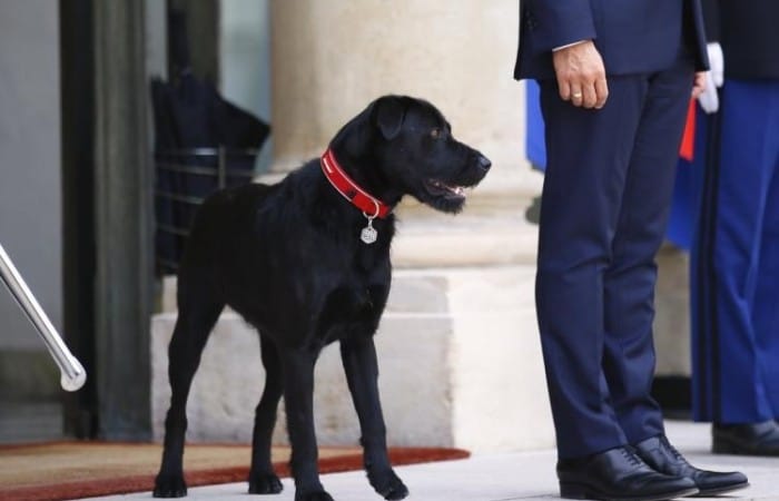 Macron’s dog Nemo filmed urinating in president’s office