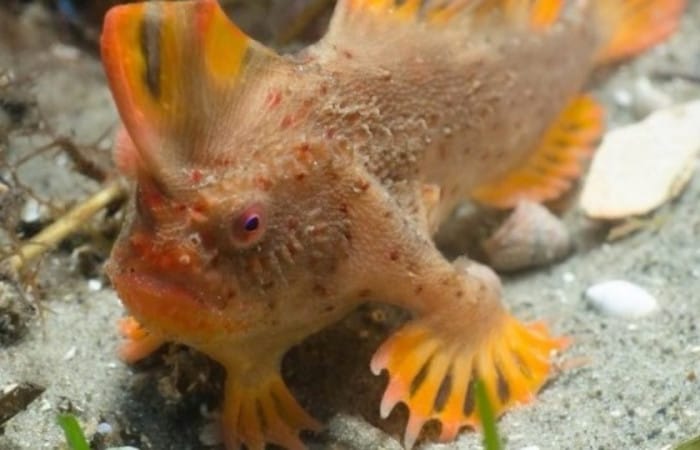 Red Handfish population boosted as IMAS divers find new population in Tasmania