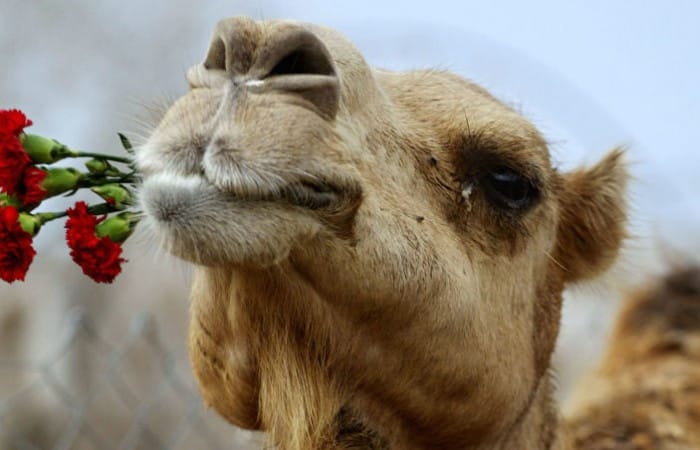 Saudi Arabia: 12 camels disqualified from beauty contest in ‘Botox’ row