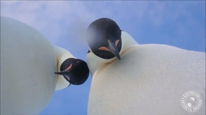 Science: Penguins have selfie moment in Antarctica