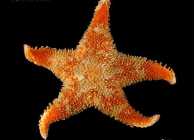 Science: Stunning starfish illuminates the dark Arctic