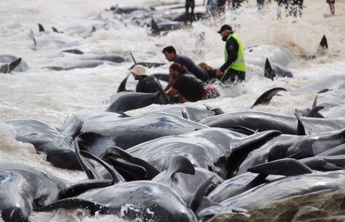 More than 150 stranded whales perish on Western Australia beach