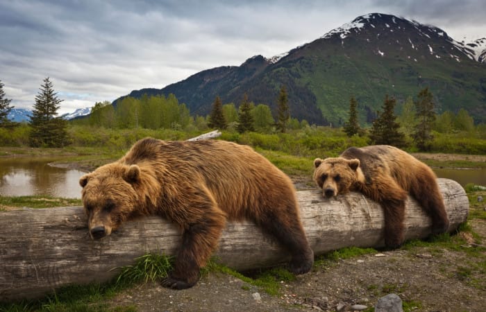 Science: Gut bacteria keeps bears healthily obese