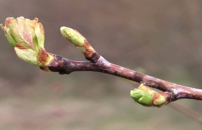 Science: how do trees know when to awake in spring?