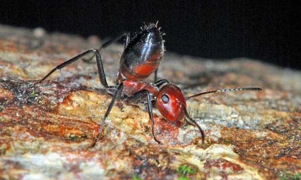 Science: New species of ‘exploding ants’ discovered in Southeast Asia