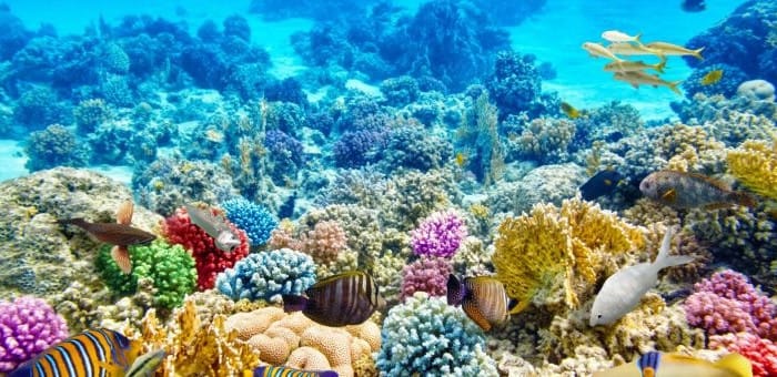 Science: Marine protected zones offer no protection from climate change