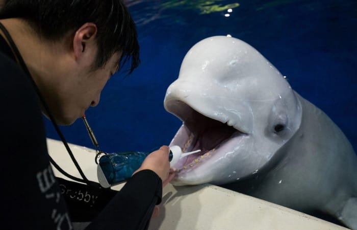 World’s first open water beluga whale sanctuary to open in Iceland