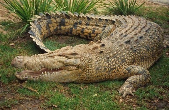 Ethiopia: Crocodile kills pastor as he baptises followers on lake