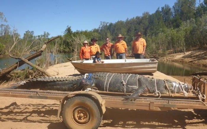 Australia: Giant 15ft crocodile finally caught after eight-year hunt