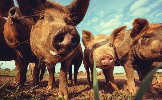 Spain records more pigs than people for first time ever