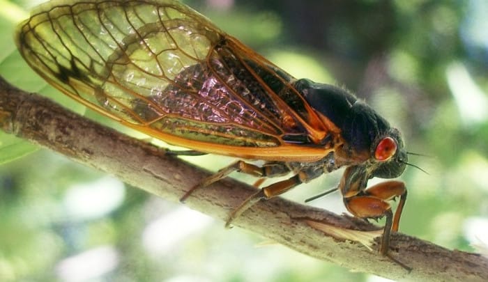 France: Holidaymakers ask mayor to kill off ‘loud’ cicadas in name of peace and quiet