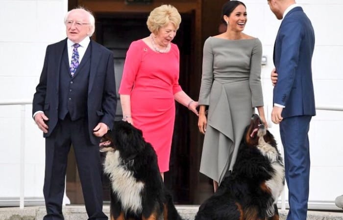 Prince Harry, Meghan Markle have a new dog in Kensington Palace