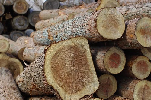 Japan’s wood exports booming in Asia: businnes trend