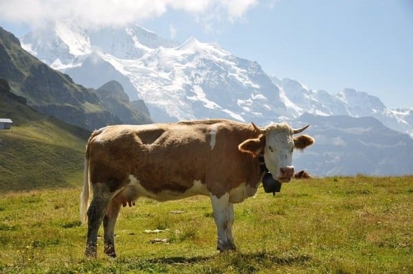 Switzerland: five cantons to extend pilot scheme to offer jobs in agriculture to migrants