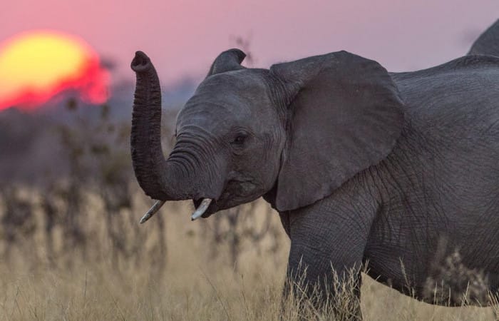 Elephant massacre underway in Botswana: poachers kill 90