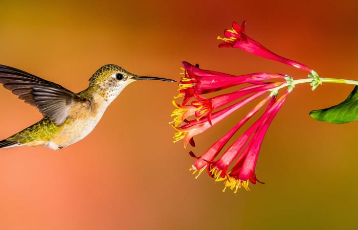 Science: Hummingbirds are ecological experts