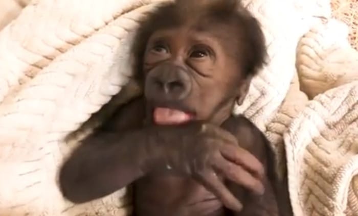 Jacksonville Zoo celebrates birth of critically endangered baby gorilla