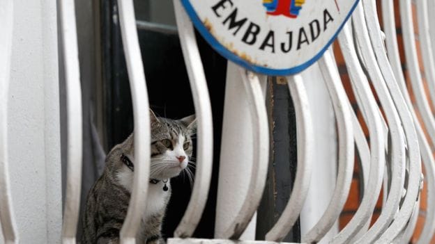 Julian Assange given feline ultimatum by Ecuadorean embassy