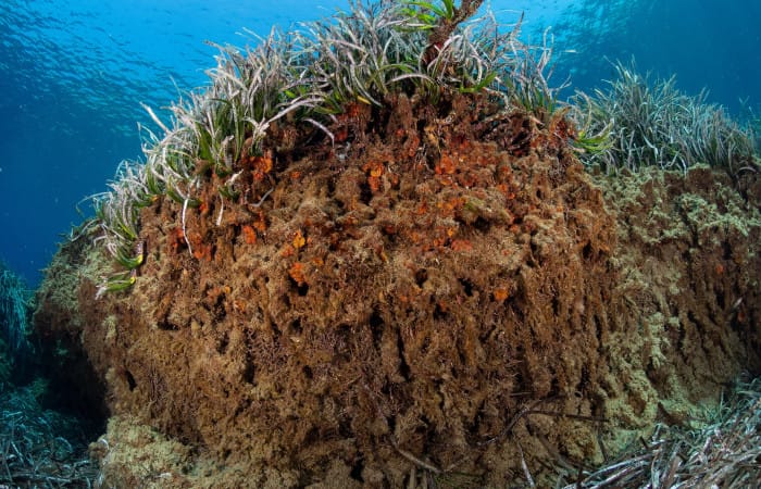 Archaeology: Seagrass meadows as an underwater time capsule