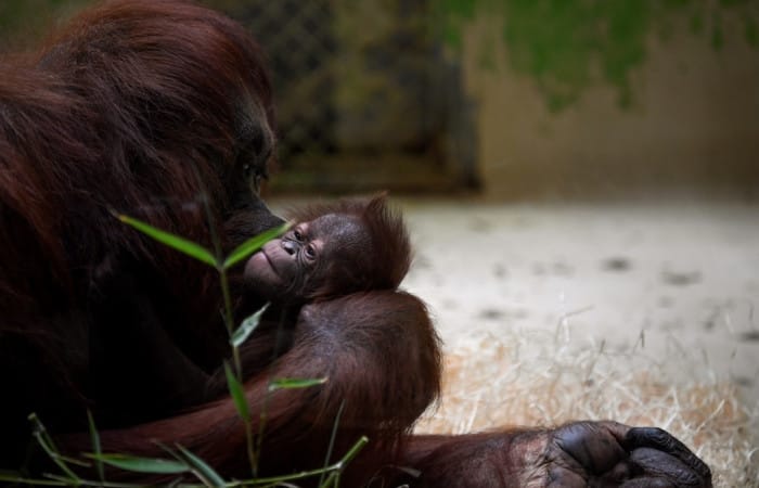 Paris zoo greets baby orangutan