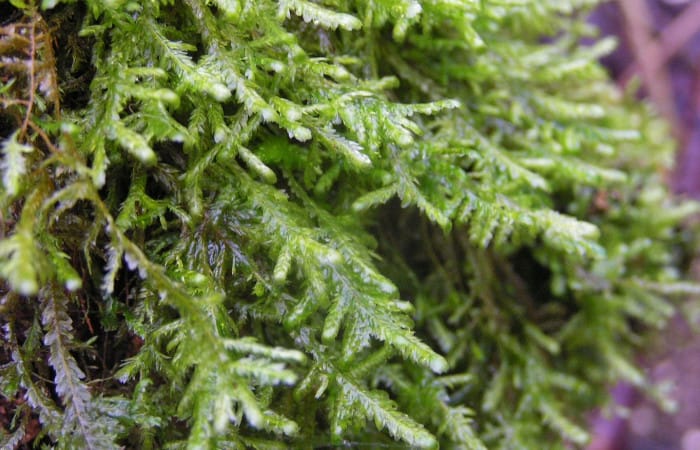 Science: Liverworts may be better for pain relief than cannabis
