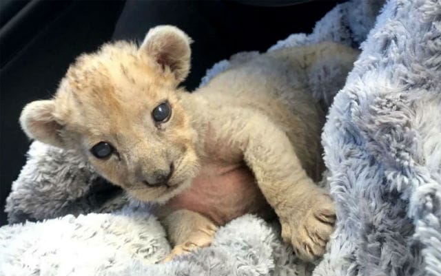 Another lion cub found in Marseille garage