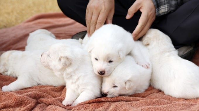 Kim Jong-un’s pregnant dog gifted to South Korea gives birth to six ‘peace puppies’