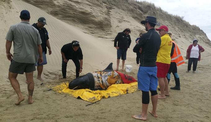 New Zealand volunteers returned stranded whales to sea