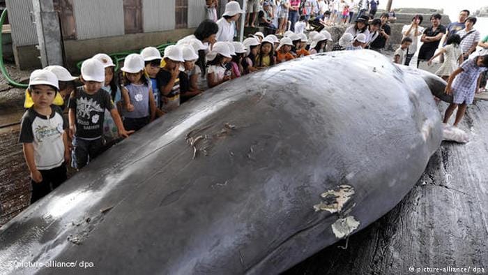 Japan will quit IWC to resume commercial whaling