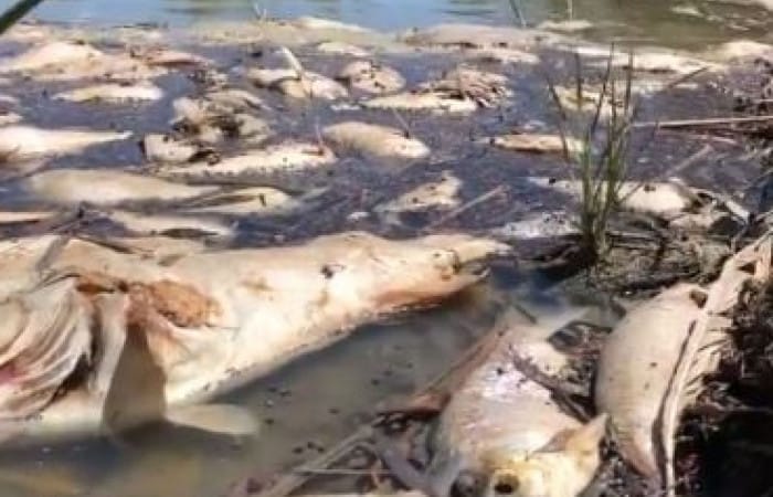 Australian ‘ecological catastrophe’: one million fish die in local river