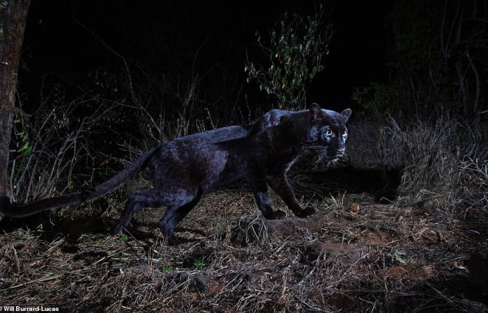 Africa: Ultra-rare black leopard is photographed for the first time in century