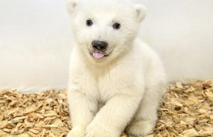 Adorable 11-week old polar bear cub is confirmed female after her first medical exam at Berlin zoo