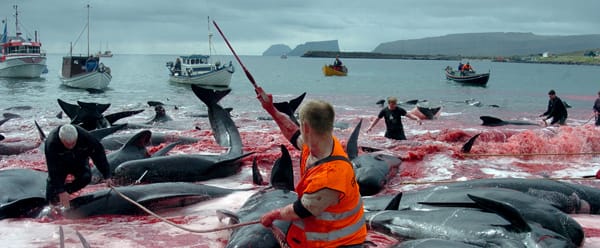 Japan dolphin hunt: activists to launch unprecedented legal challenge