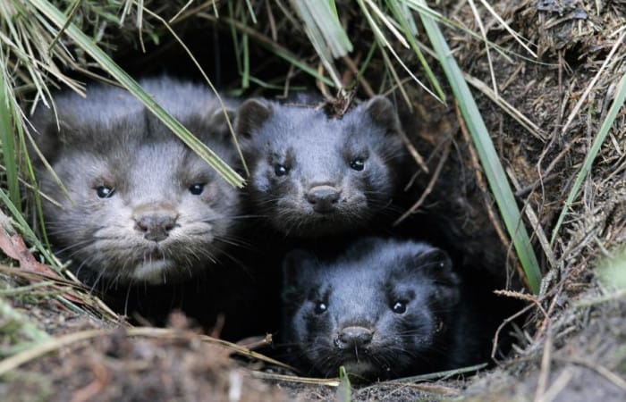 Norway will ban fur farms by 2025