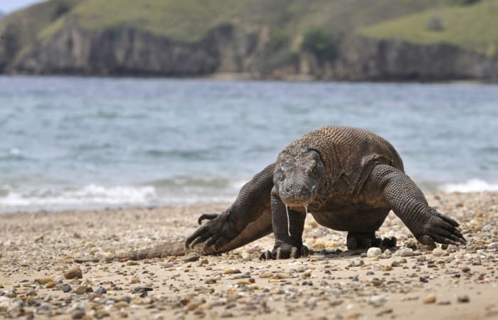 Komodo island to close because tourists keep stealing the dragons