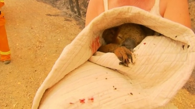 Koala saved from Australian wildfire by woman dies in hospital