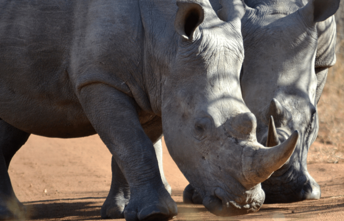 Science: Silk horns help to protect rhinos from poachers