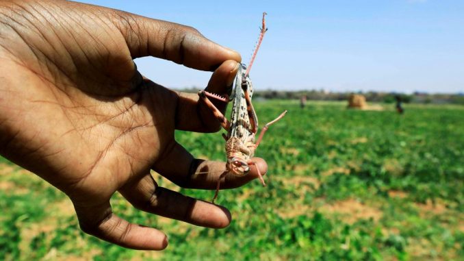 Uganda sprays swarms of locusts to protect livestock and coffee crop