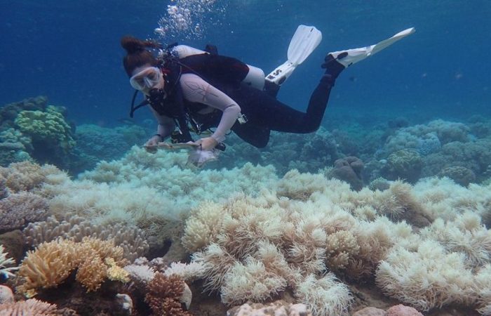 Great Barrier Reef faces 3rd severe bleaching event in five years