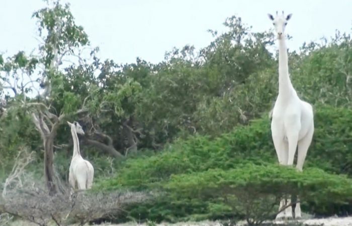 Kenya’s only white female giraffe and calf killed by poachers
