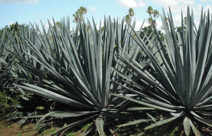 Science: Easy-to-grow agave used for biofuel, hand sanitizer