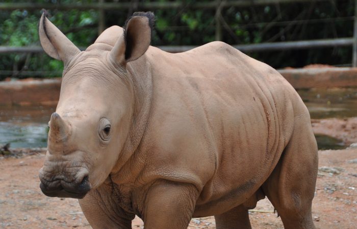 Amid India virus lockdown, rhino killed by poachers in national park