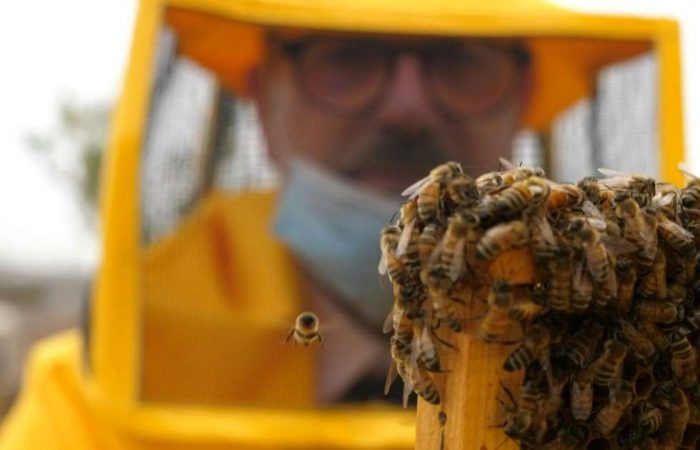 Italy: lockdown has benefitted Rome’s urban bees