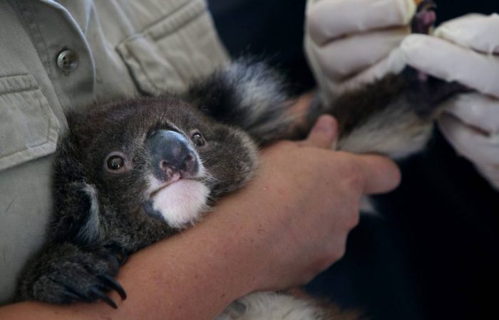 Australia: Koalas listed as endangered species