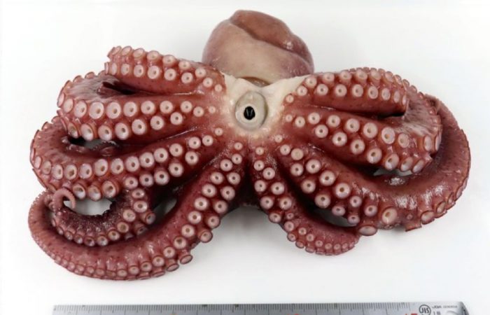 ‘9-legged octopus’ found in northern Japan