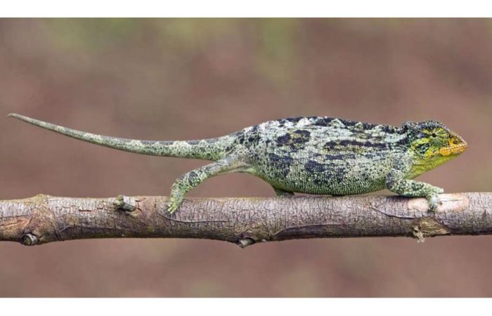 Tanzania wants smuggled chameleons returned from Austria