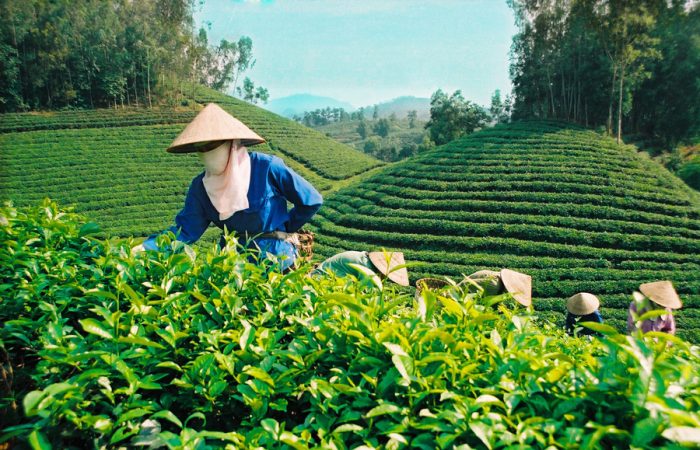Old tea plantation becomes production and exhibition space