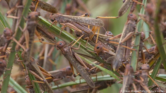 Iran battles massive locust attacks damaging farmlands